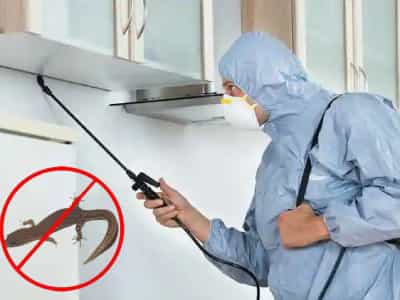 lizard-control-service